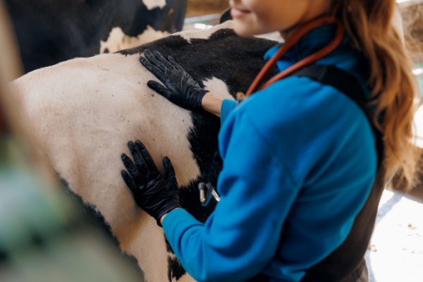 Visites sanitaires obligatoires pour la filière bovine : petite modification de l’expérimentation !