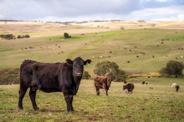 Aides agricoles : précisions pour les bovins et la canne à sucre