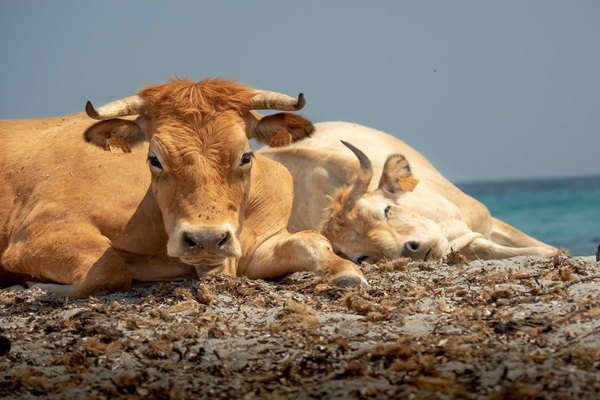 Identification des bovins en Corse : du nouveau